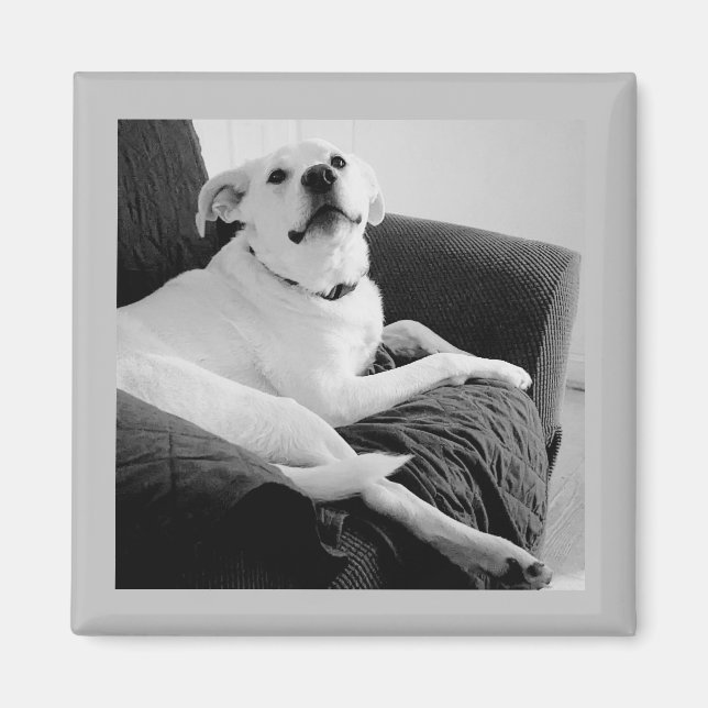 Black and White Photo of Talking Dog Grey Magnet (Front)