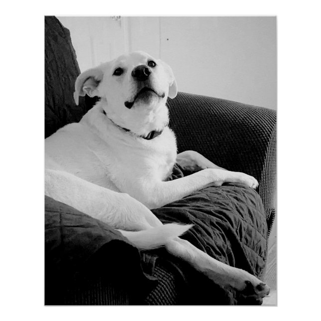 Black and White Photo of Talking Dog Print (Front)