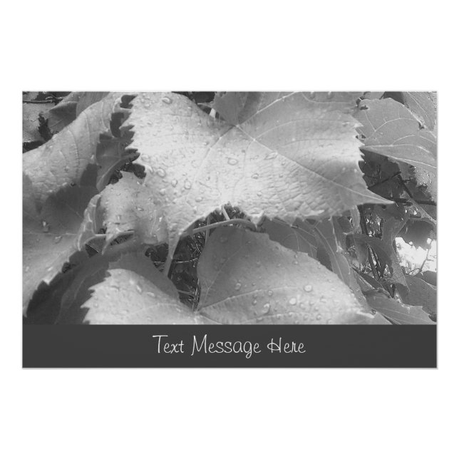 Black and White Photo of Wet and Dewy Grape Leaves Poster (Front)