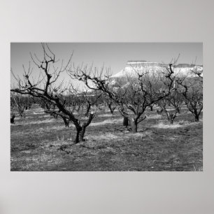 Black and White Photo Poster Spring Landscape
