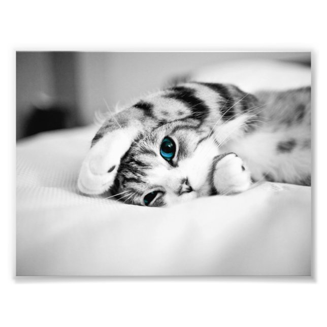 Black and white photograph of a cat (Front)