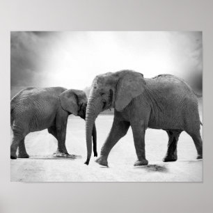 Black and White Photograph of African Elephants Poster