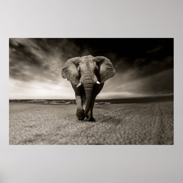 Black and white photograph of an African elephant, Poster (Front)
