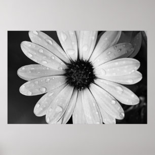 Black and White Photography of African Daisy Poster