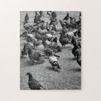 Black and white photography of many pigeons