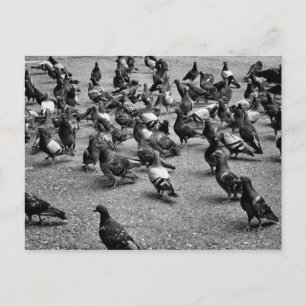 Black and white photography of many pigeons postcard