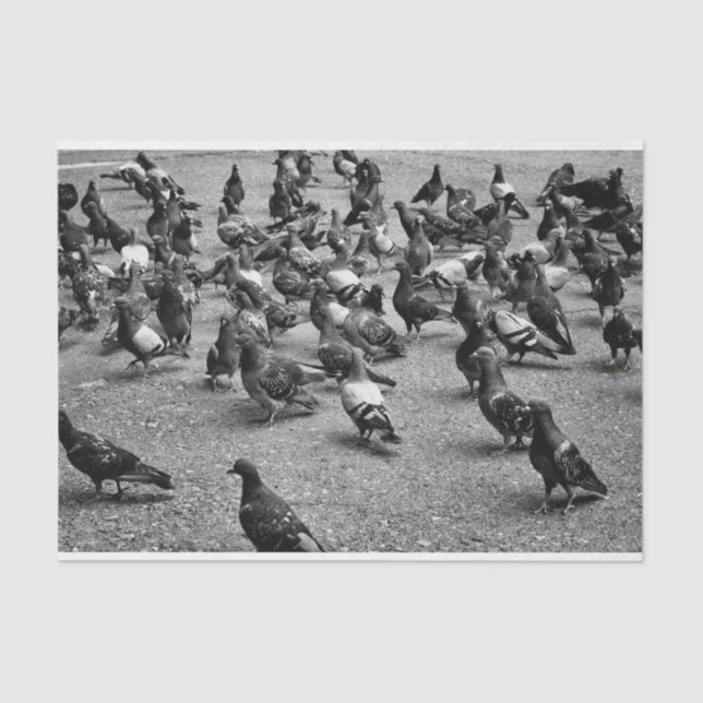 Black and white photography of many pigeons tissue paper (Front)