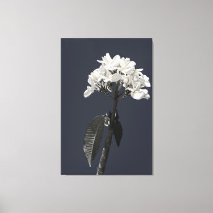 Black and White Plumeria Canvas Print