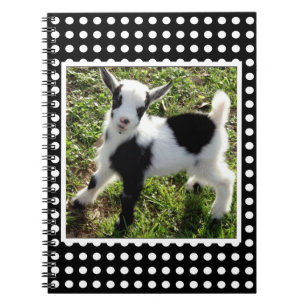 Black and White Polka Dot Nigerian Dwarf Goat Kid Notebook