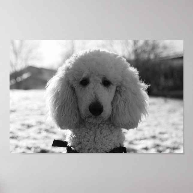Black and White Poodle Face Puppy Eyes Poster (Front)