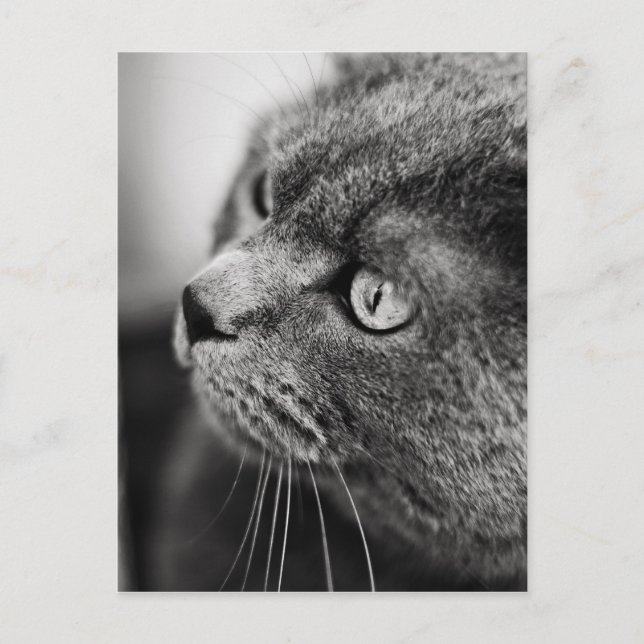 Black and white portrait of a cat - postcard (Front)