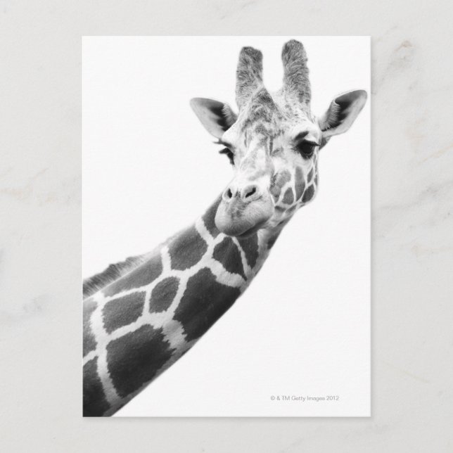 Black and white portrait of a giraffe postcard (Front)