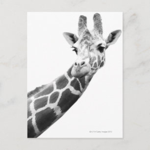 Black and white portrait of a giraffe postcard