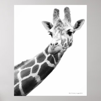 Black and white portrait of a giraffe poster