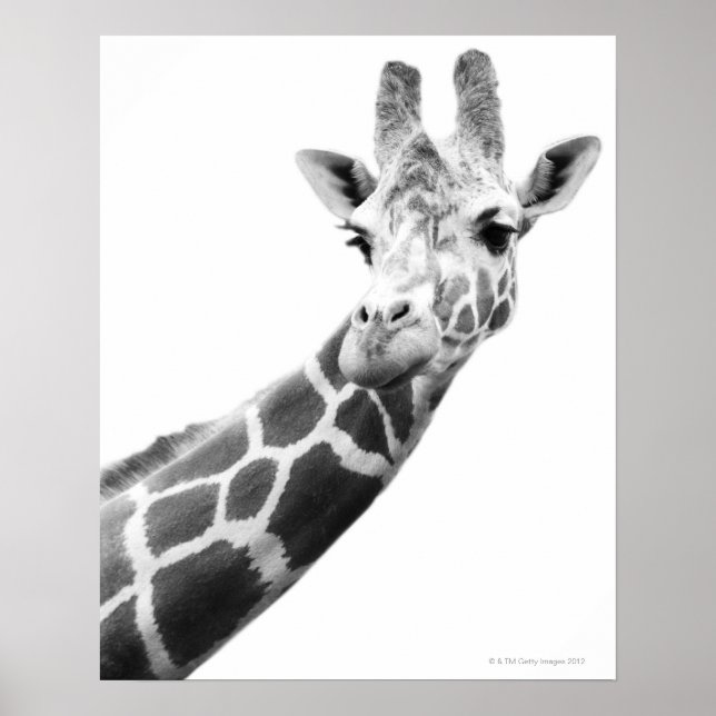 Black and white portrait of a giraffe poster (Front)