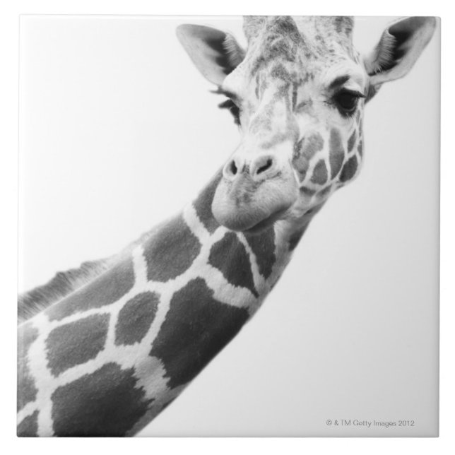 Black and white portrait of a giraffe tile (Front)