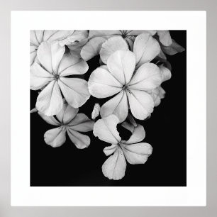 Black and White Postcard Design Foil Prints