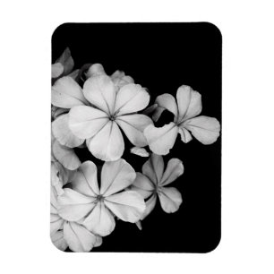 Black and White Postcard Design Magnet