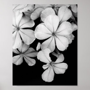Black and White Postcard Design Poster