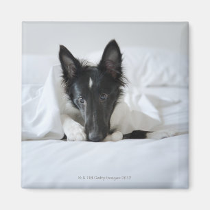 Black and white puppy in bed with bone magnet