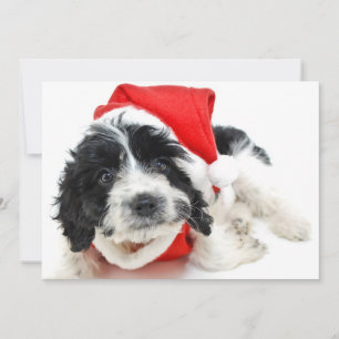 Black and white puppy wearing Santa outfit Holiday Card