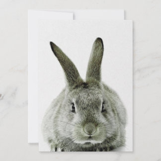 black and white rabbit |gift for rabbit lover holiday card
