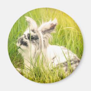 Black and white rabbit magnet