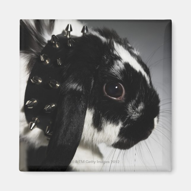 Black and white rabbit with studded collar magnet (Front)