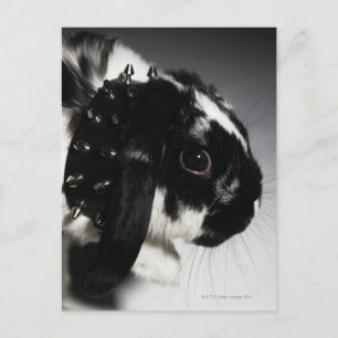 Black and white rabbit with studded collar postcard