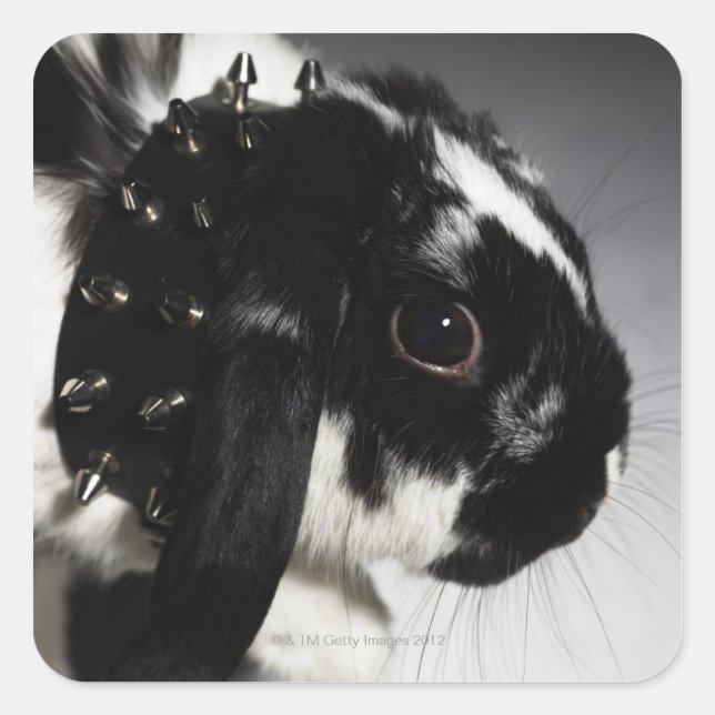 Black and white rabbit with studded collar square sticker (Front)