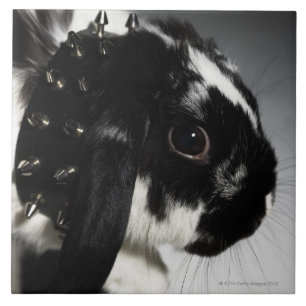 Black and white rabbit with studded collar tile