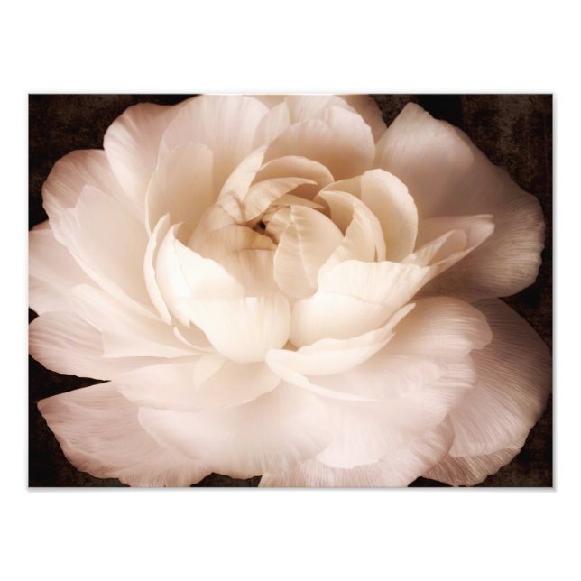 Black And White Ranunculus Flower Sepia Floral Photo Print (Front)
