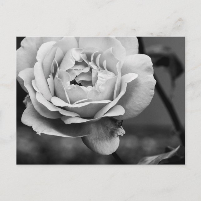 Black and White Romantic Rose Postcard (Front)