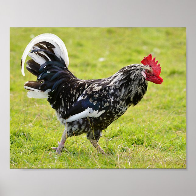 Black and white rooster walking on grass foil holi poster (Front)