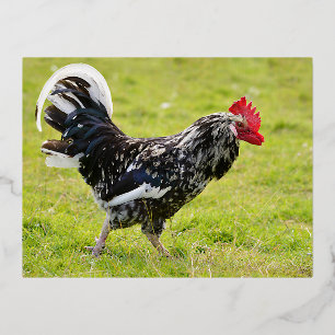 Black and white rooster walking on grass foil holiday postcard