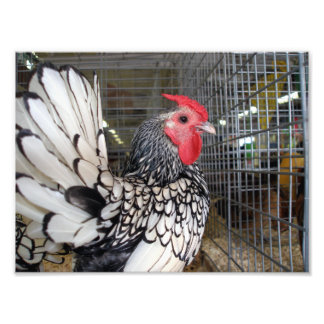 Black and White Rooster with Tail Shown in Cage Photo Print