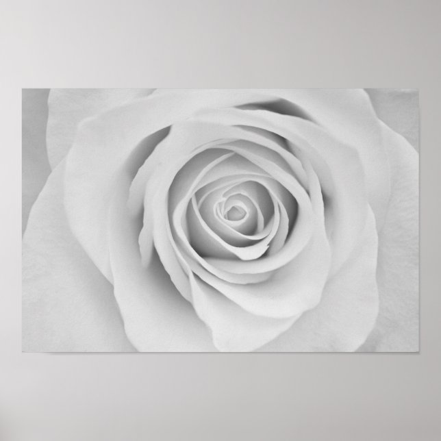 Black and white rose flower Poster (Front)