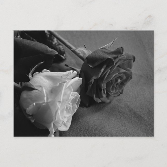 Black and White Rose Postcard (Front)