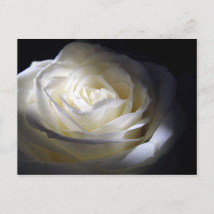 Black and White Rose Postcard