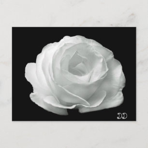 Black And White Rose Postcard