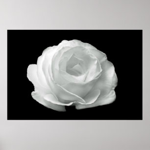 Black And White Rose Poster