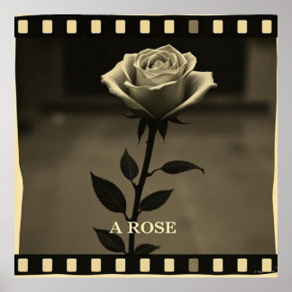 Black and white rose with vintage old movie style poster