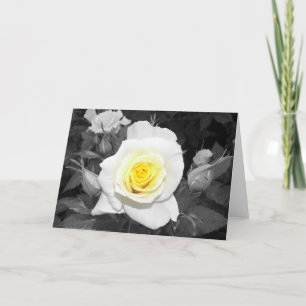 Black and White Rose with Yellow Focal Card