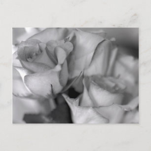 Black and White Roses Postcard
