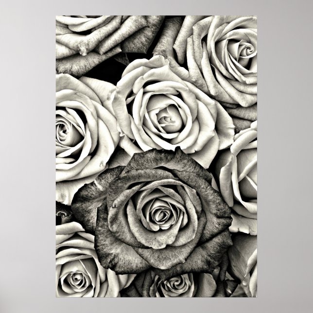 Black and White Roses Poster (Front)