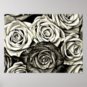 Black and White Roses Poster
