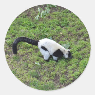 Black-and-white Ruffed Lemur #1 Stickers