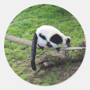 Black-and-white Ruffed Lemur #2-1 Stickers