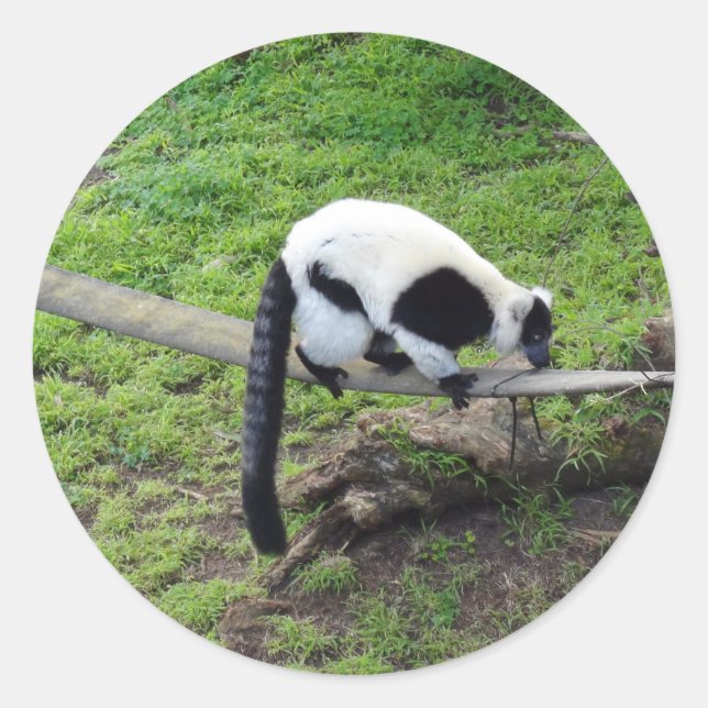 Black-and-white Ruffed Lemur #2-1 Stickers (Front)