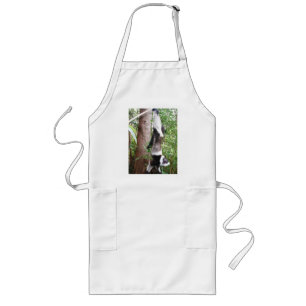Black and white ruffed lemur is hungry long apron